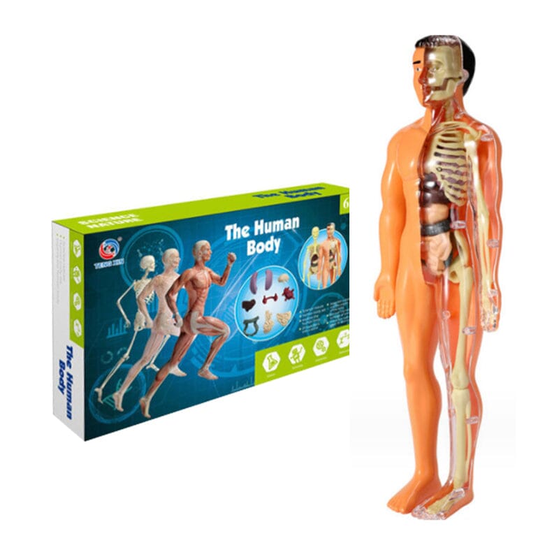 3D Anatomiskt korrekt skelett - Leksaksmodell