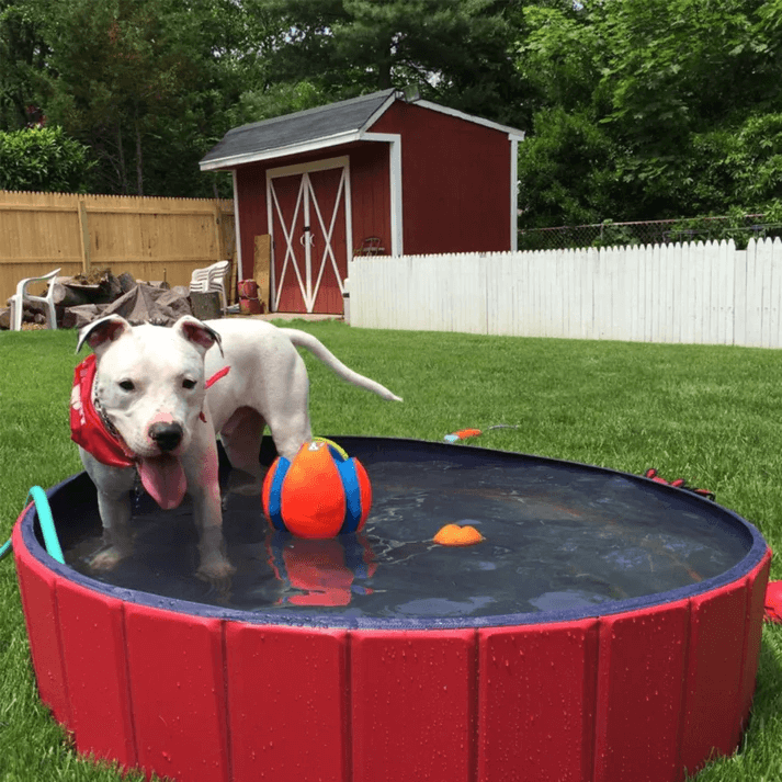 Hundpoolen Vikbar Pop-up pool